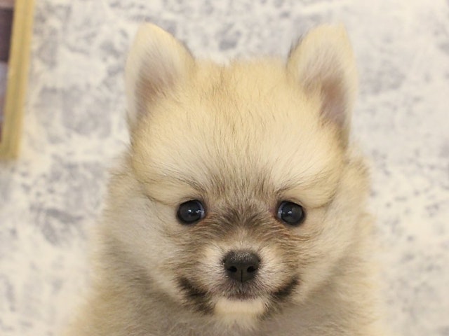 神奈川県のポメラニアン (ペッツワン三浦店/2024年6月22日生まれ/男の子/オレンジ)の子犬